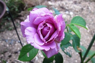 シャルル ド ゴール バラ辞典 素敵なバラを紹介します